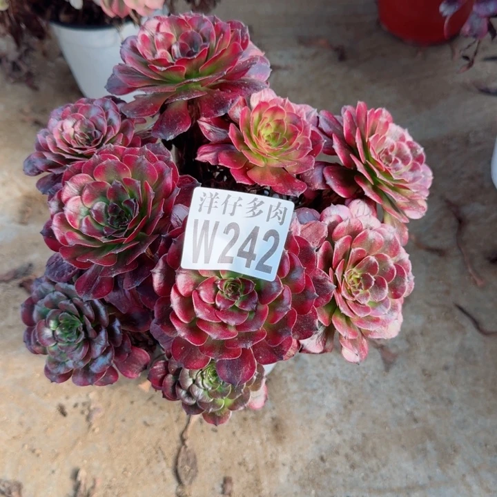 242美姬官服22左右2