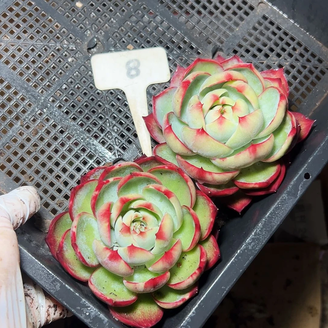 惊鸿仙子两颗8号一物一拍