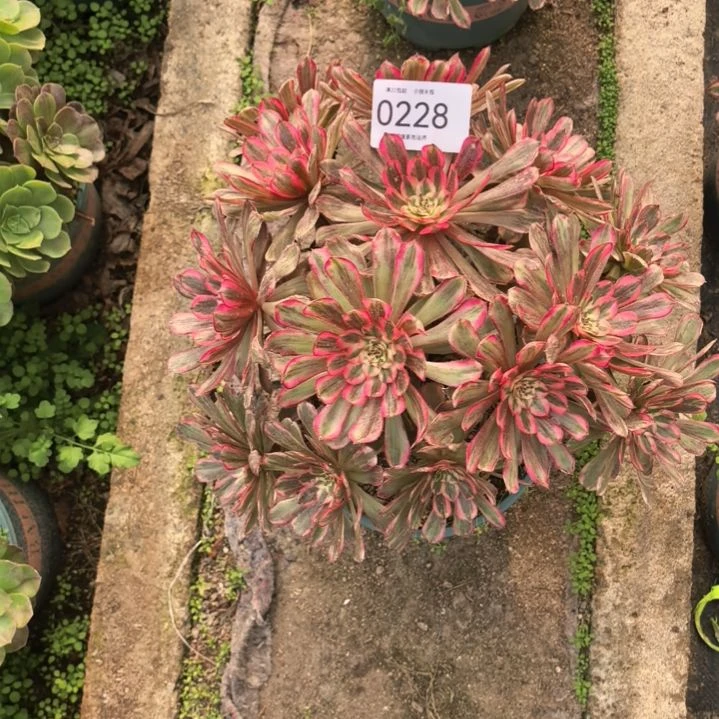 0228白月光多肉植物