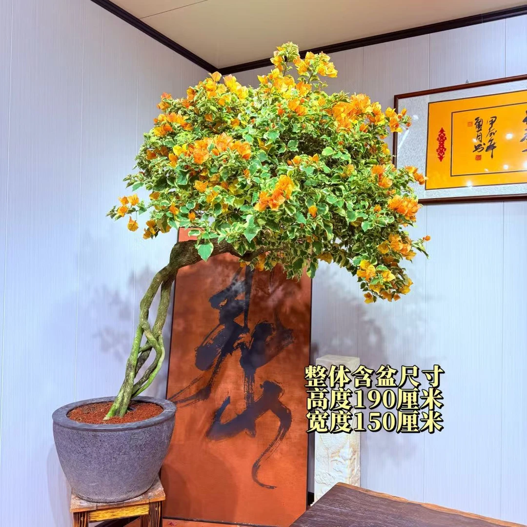 【黎明三角洲精品老桩三角梅盆景】