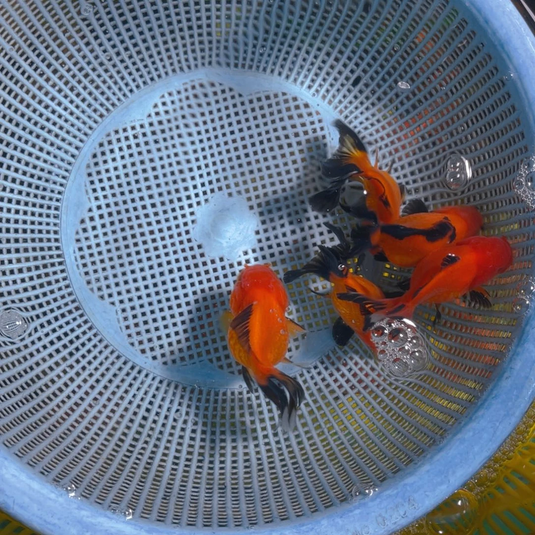 海水鱼黄身黑尾5条，5-7厘米