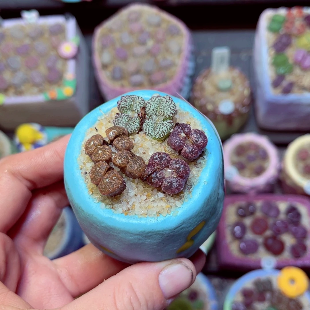 510生石花带盆发1