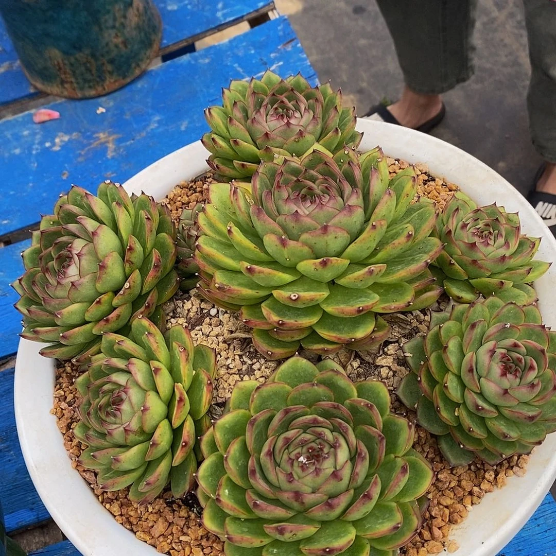 T***.月亮石多肉植物包邮到家