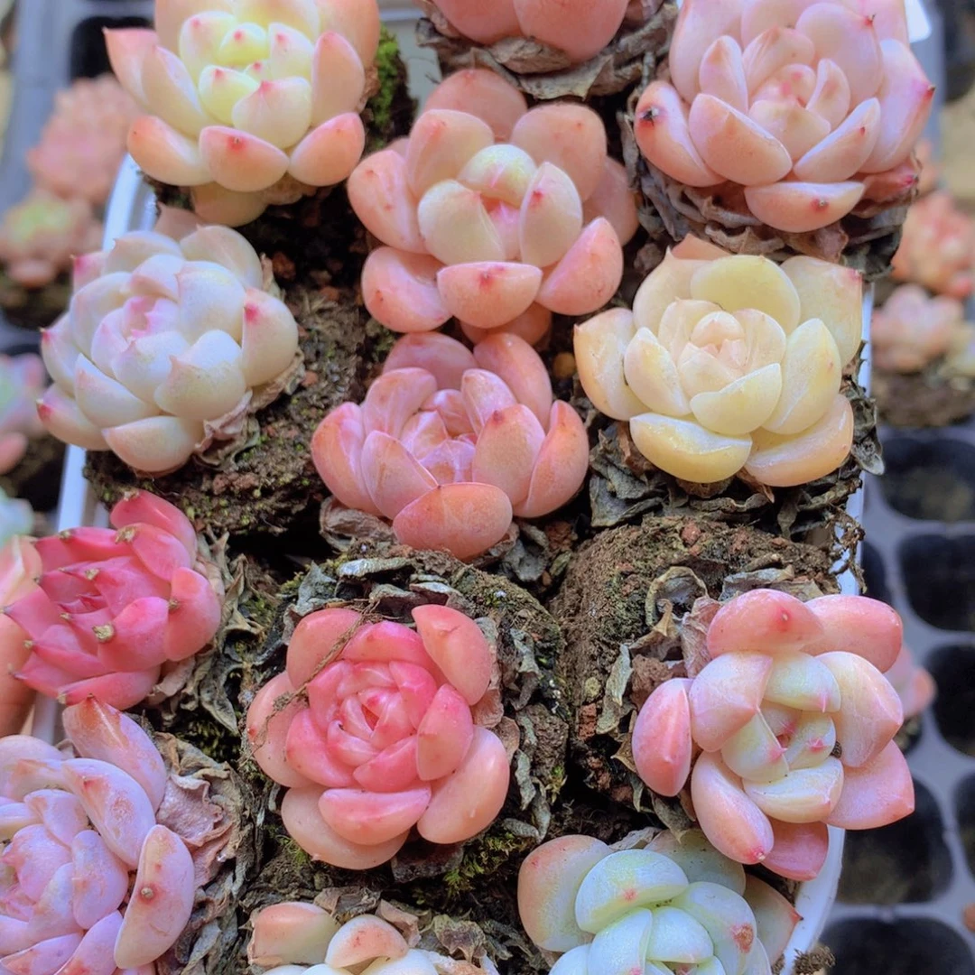 我要去看你了啊007