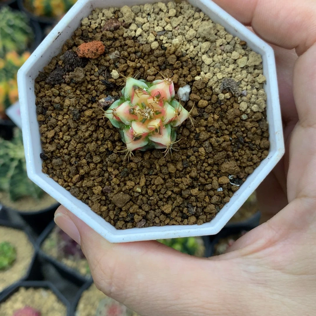 仙人球米哈牡丹锦