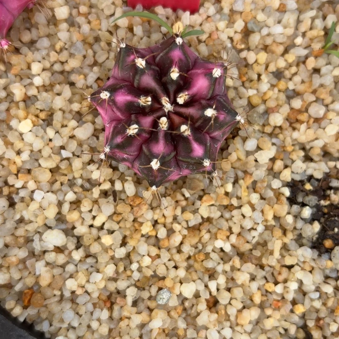 620-014泰国发货多肉