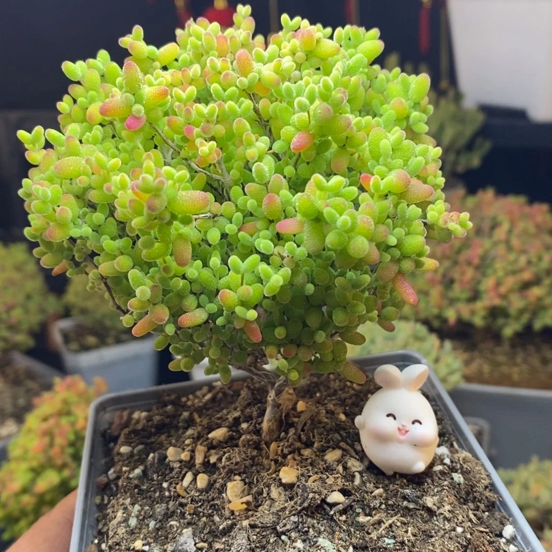 799号蜜橘糖球枝干多肉