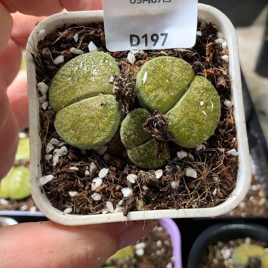 D197多肉植物保护
