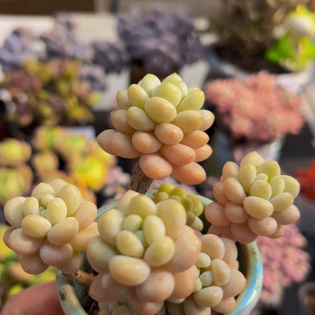 076/8cm洛可可多肉