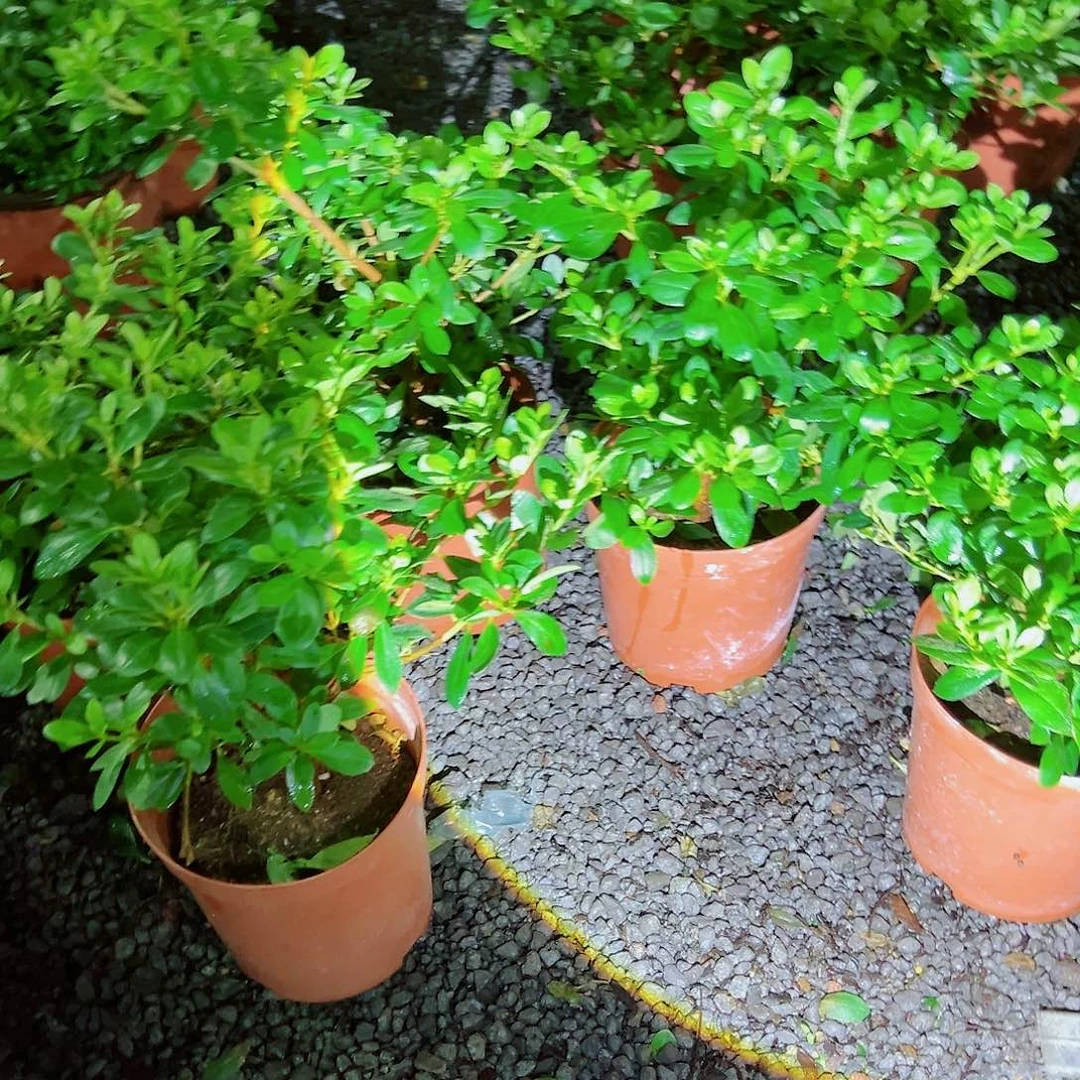 无花朵盆景皋月杜鹃保祤惠