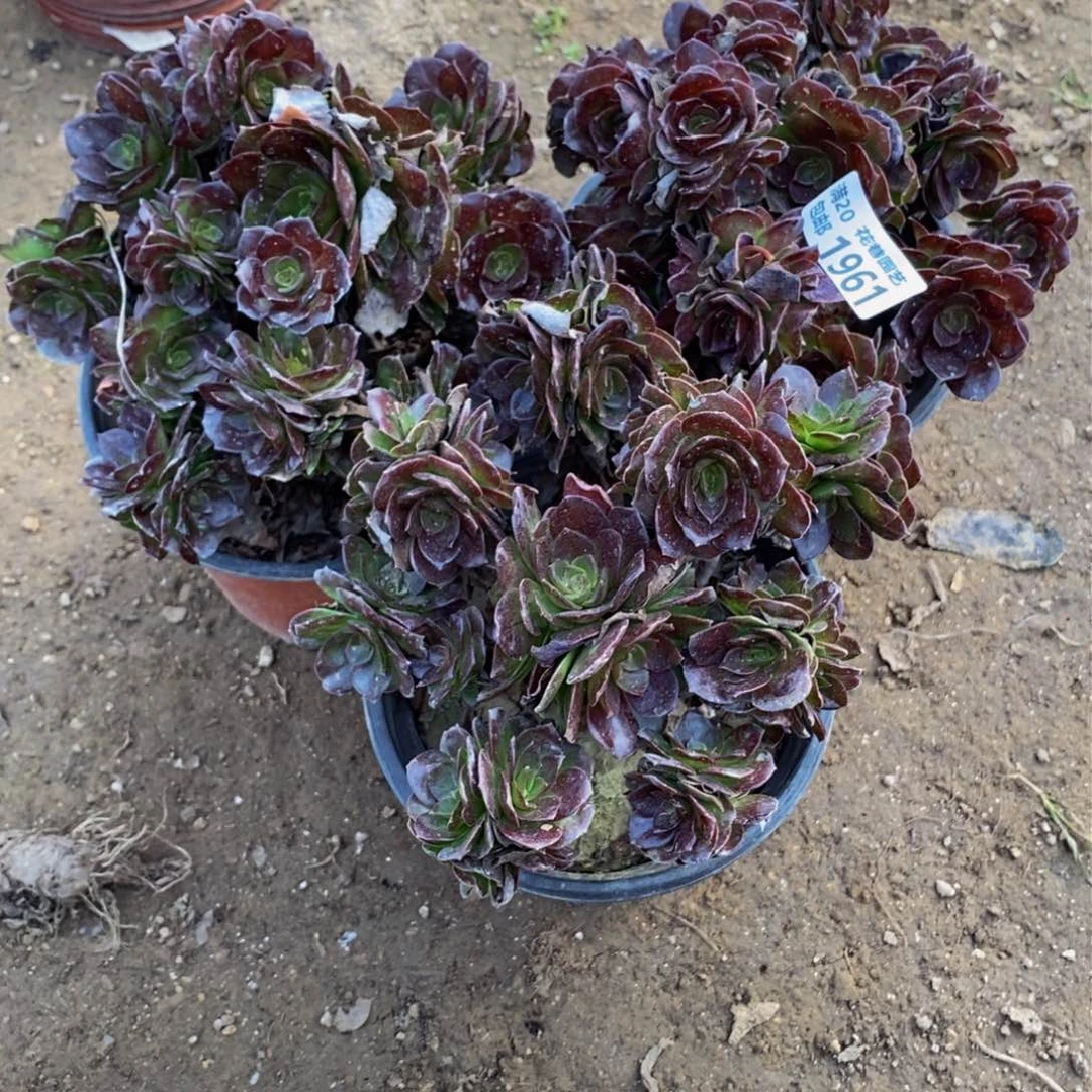 1961 包邮断枝不售后多肉植物