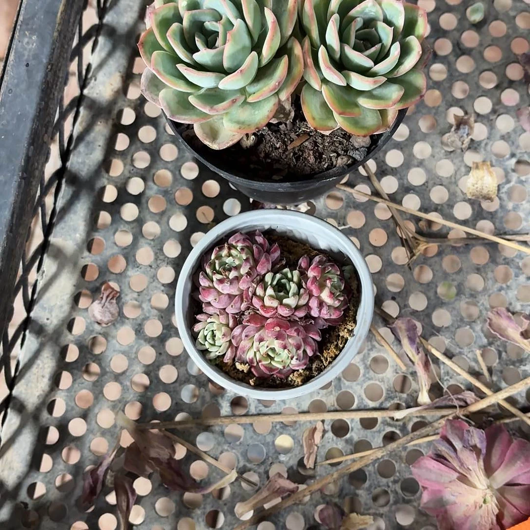 ❤️****晨露12㎝，沙罗姬牡丹9㎝盆