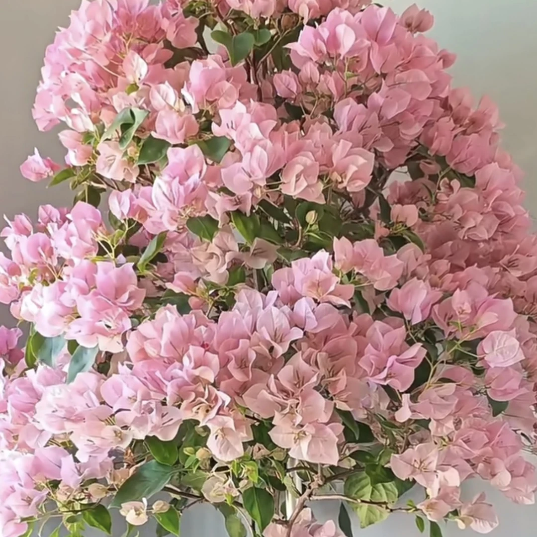 【暗斑丽人】嫁接老桩