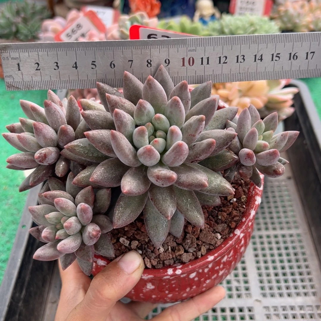 表妹精品多肉植物631: