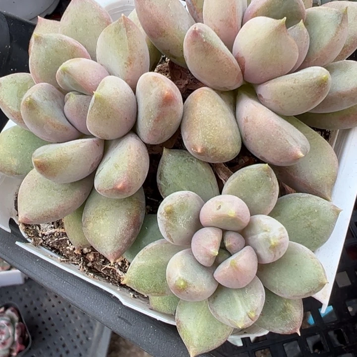 象牙多肉植物2461