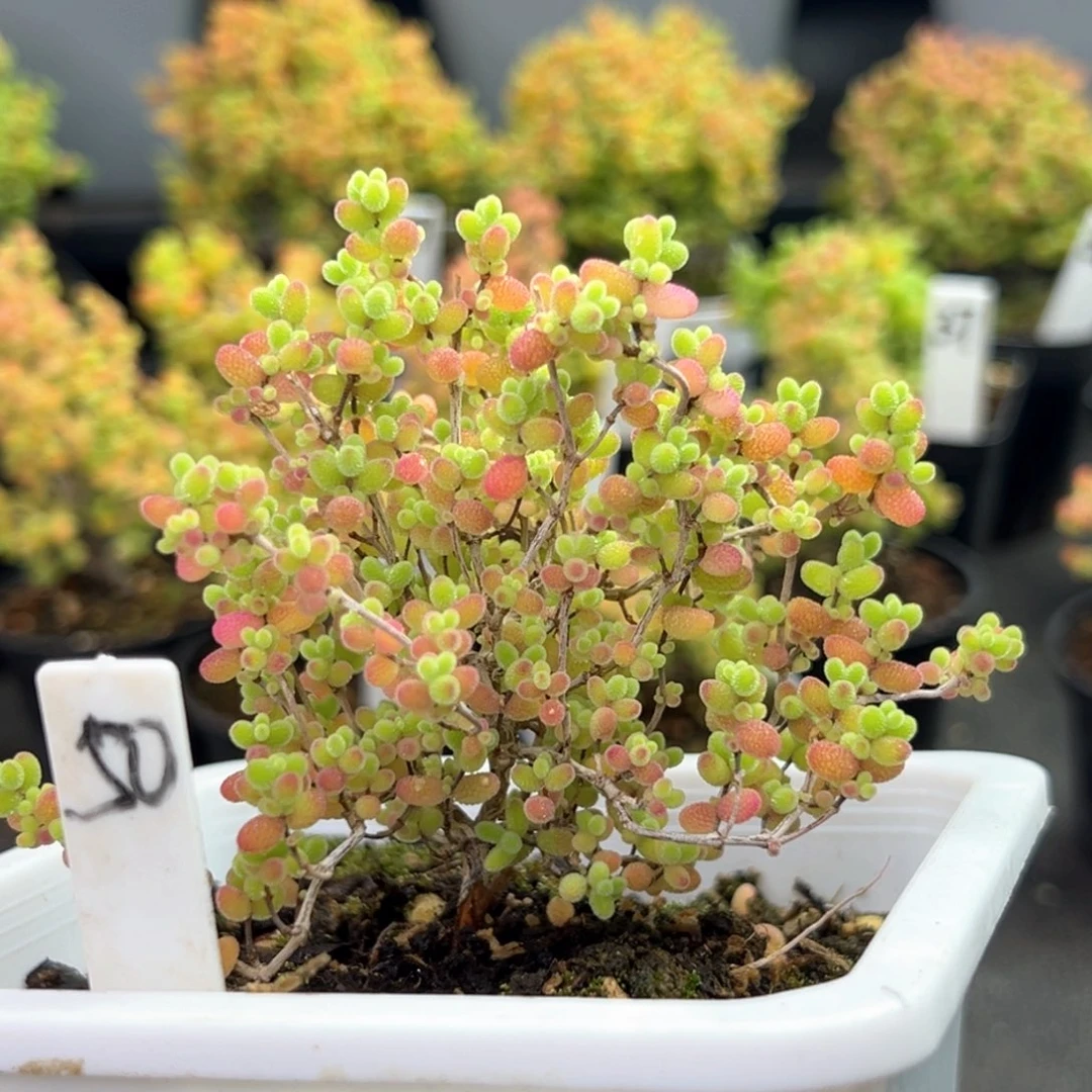 彩蜜橘糖球50号10厘米盆