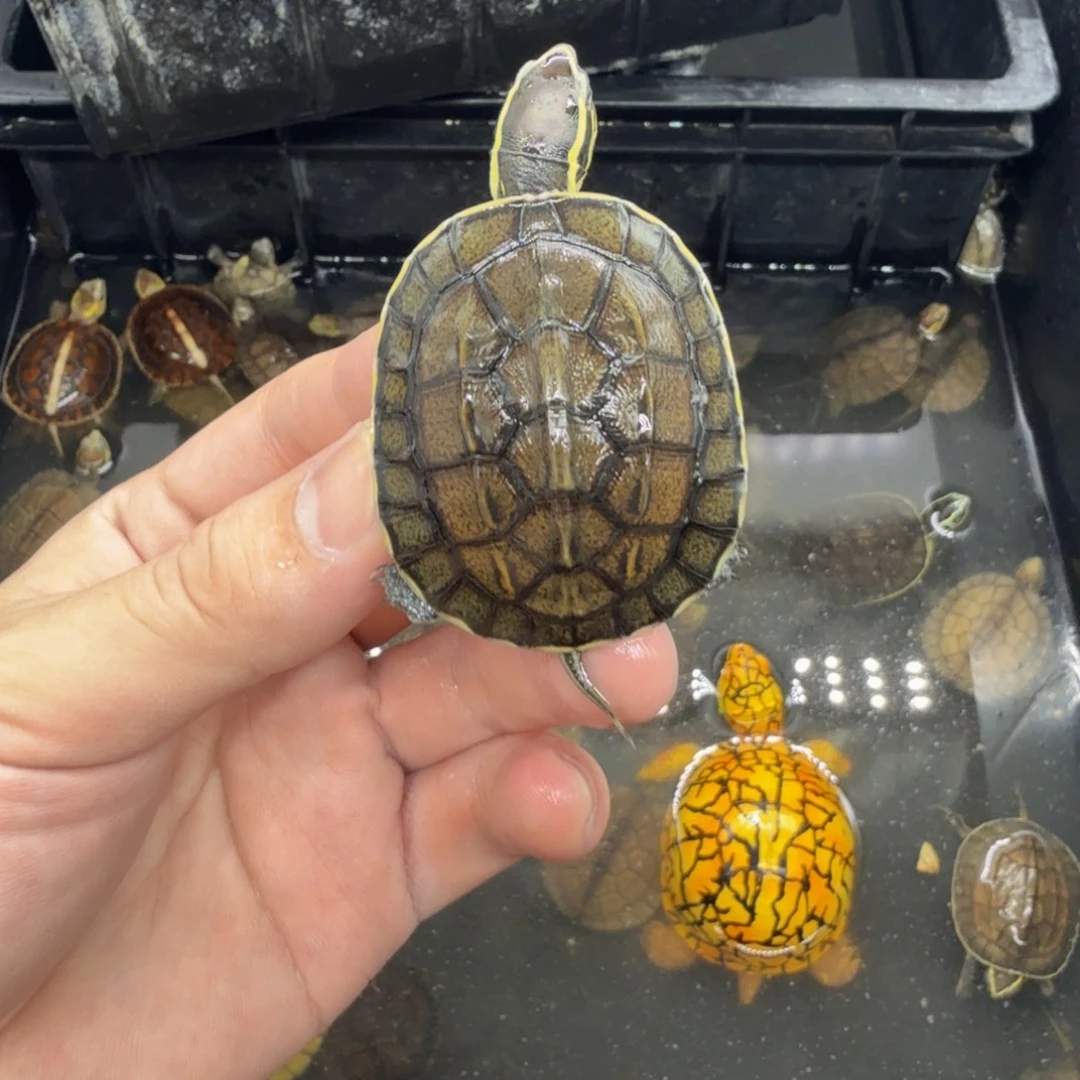 不分公母宠物龟安布