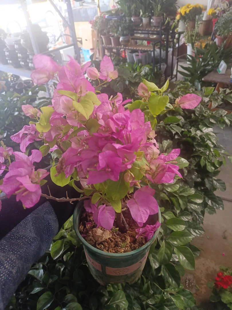 三角梅盆栽绿樱爬藤重瓣老桩四季开花室内外植物