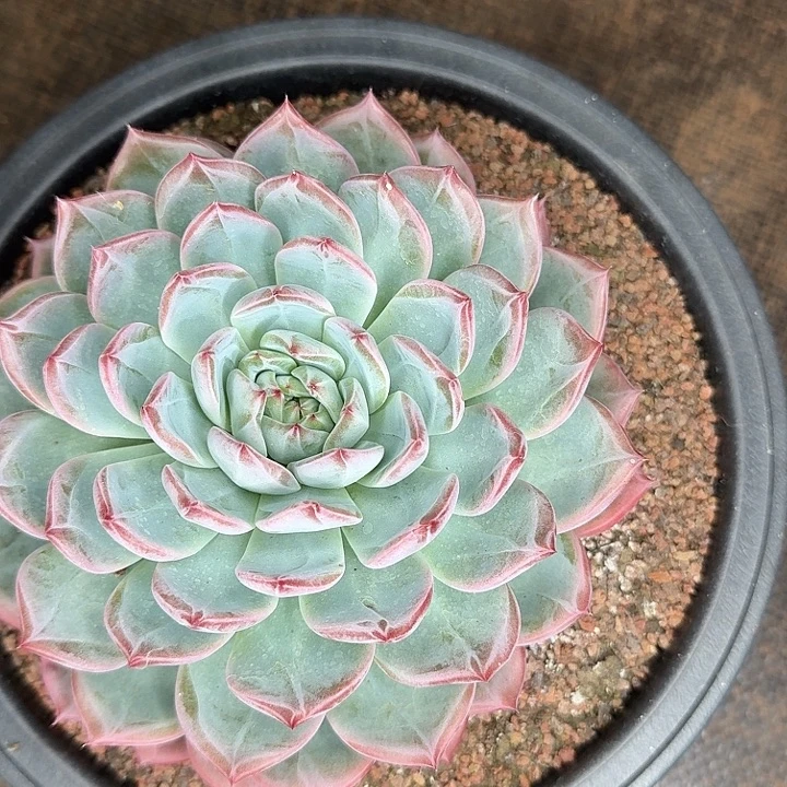 哈***！哈喽宝贝红鸾一颗