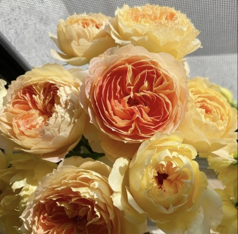 焦糖古董大花浓香欧月灌木浓香花苗阳台庭院盆栽地栽