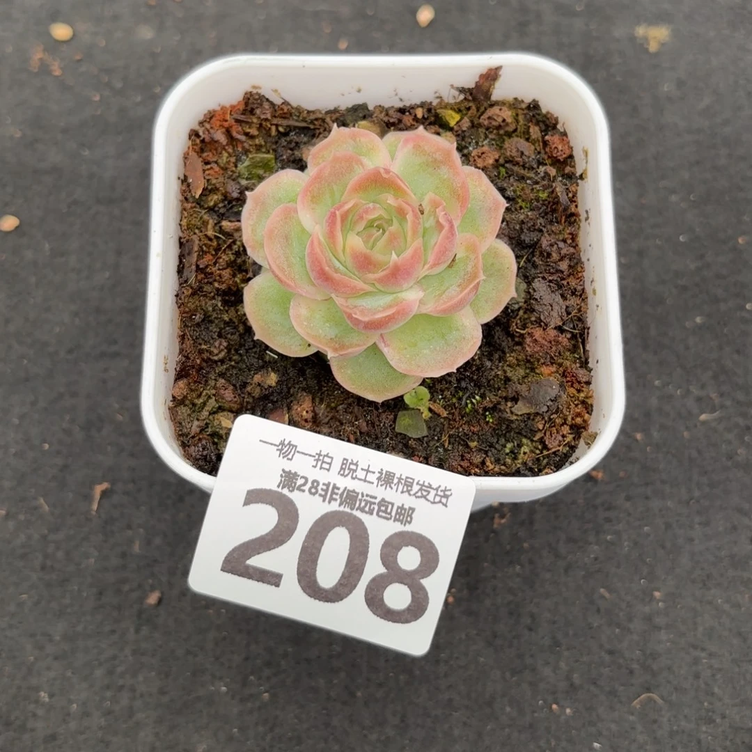 水晶虾饺无盆土发货