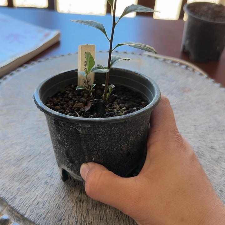 无花朵老鸦柿铃飘箪原生根苗一棵