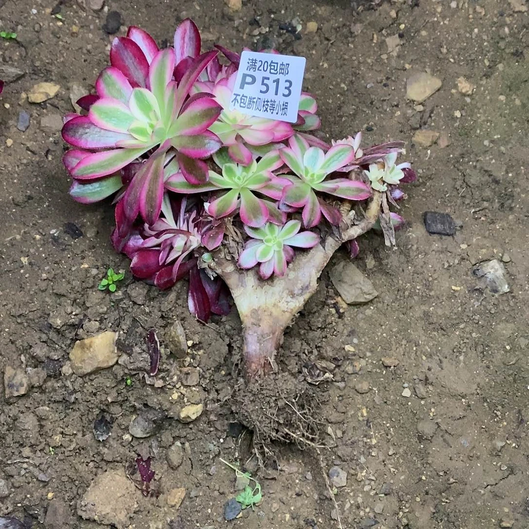 513美杜莎有砍朵朵多肉