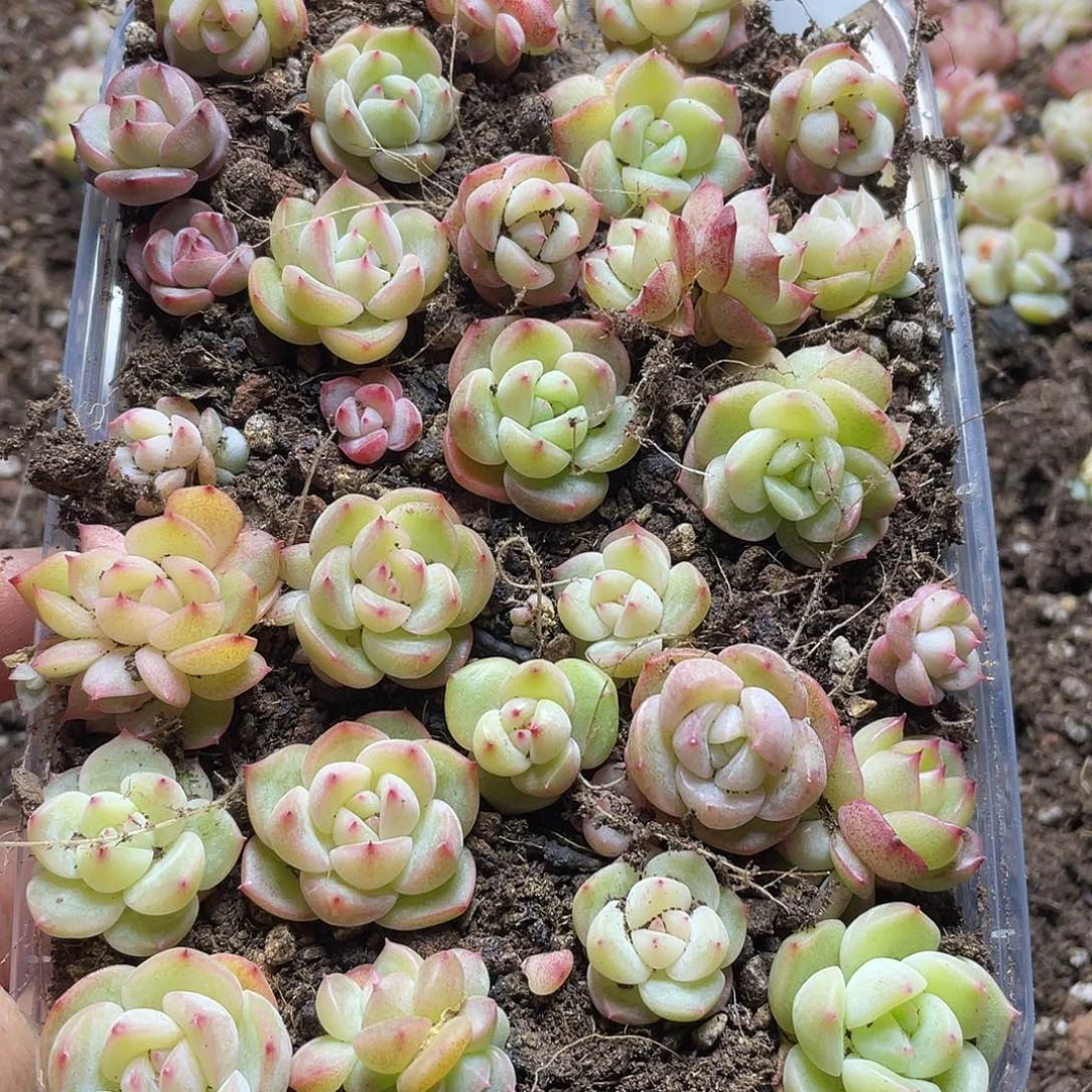 念***✪my07珍妮混一物一拍124