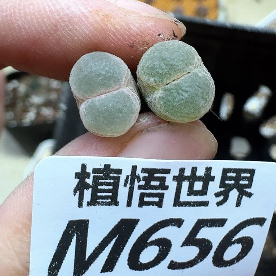 多肉植物的是ednnn