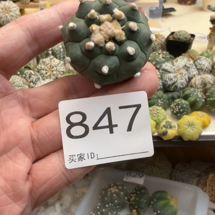 兜星球仙人球847号
