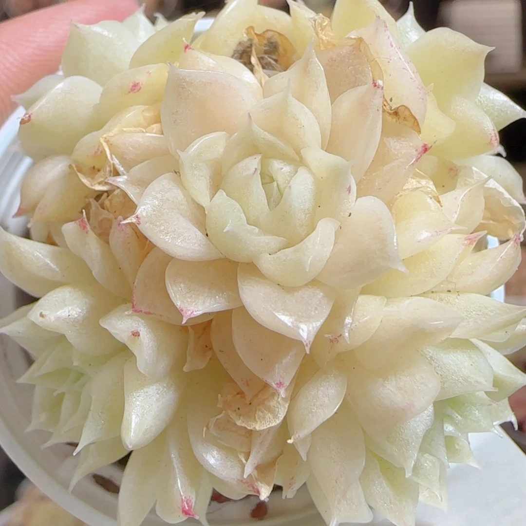 花语多肉0104-123