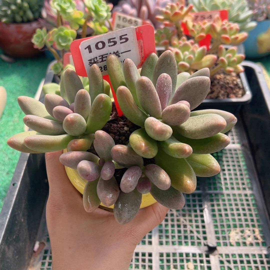 表妹精品多肉植物1055.