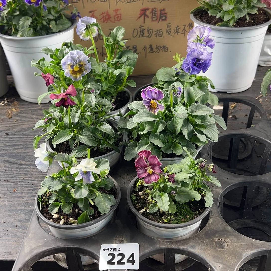 大部分花苞少量开放224号