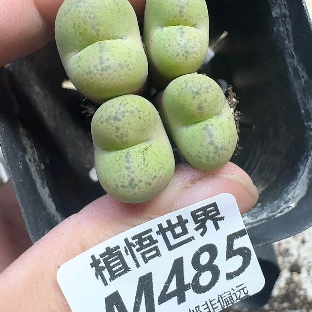 多肉植物的动作efv