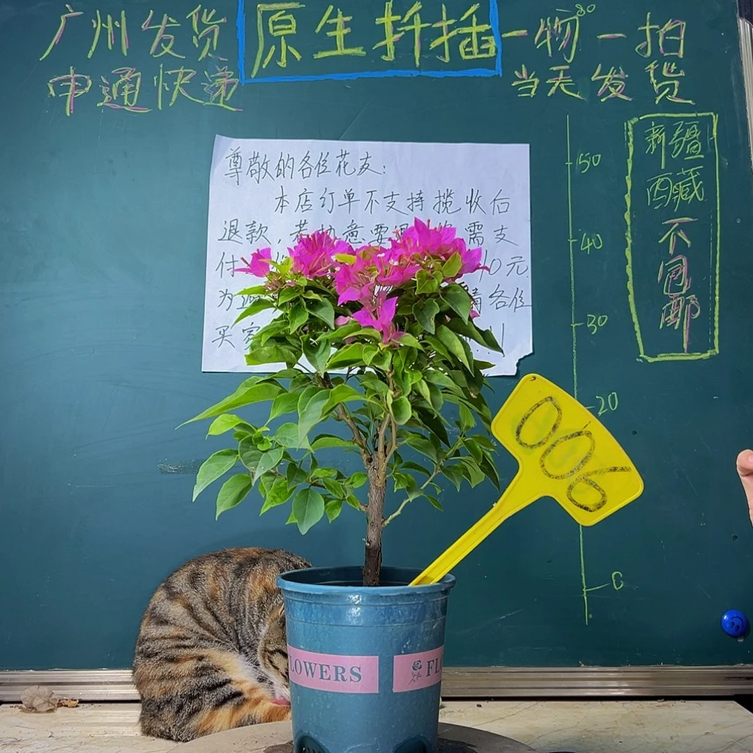 当前无花栽培后可以开花  粉狐狸  006
