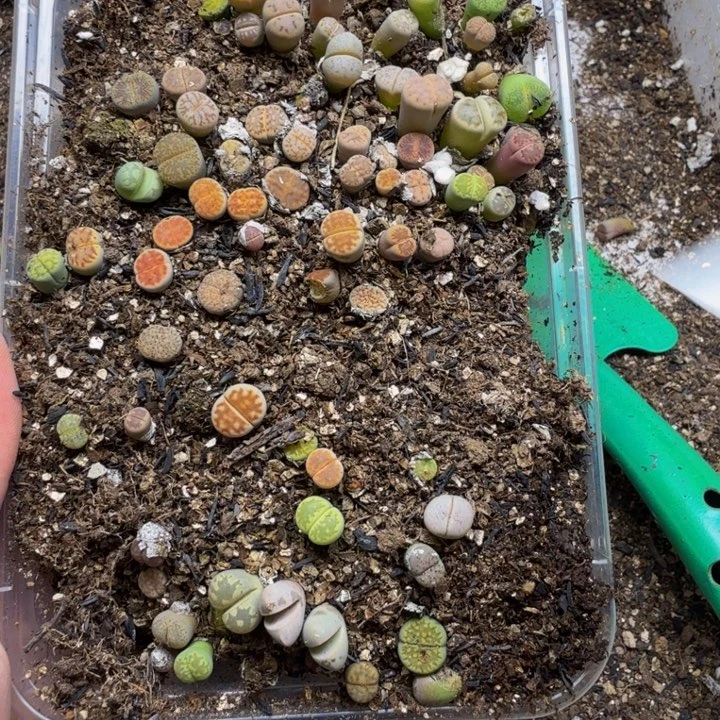 多肉植物的生长发育38