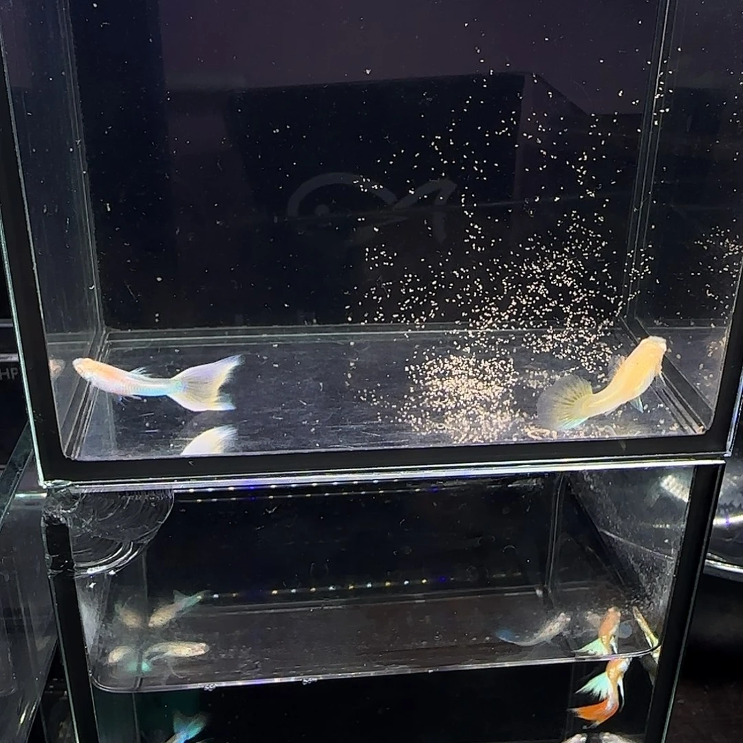 孔雀鱼极光幻彩一对