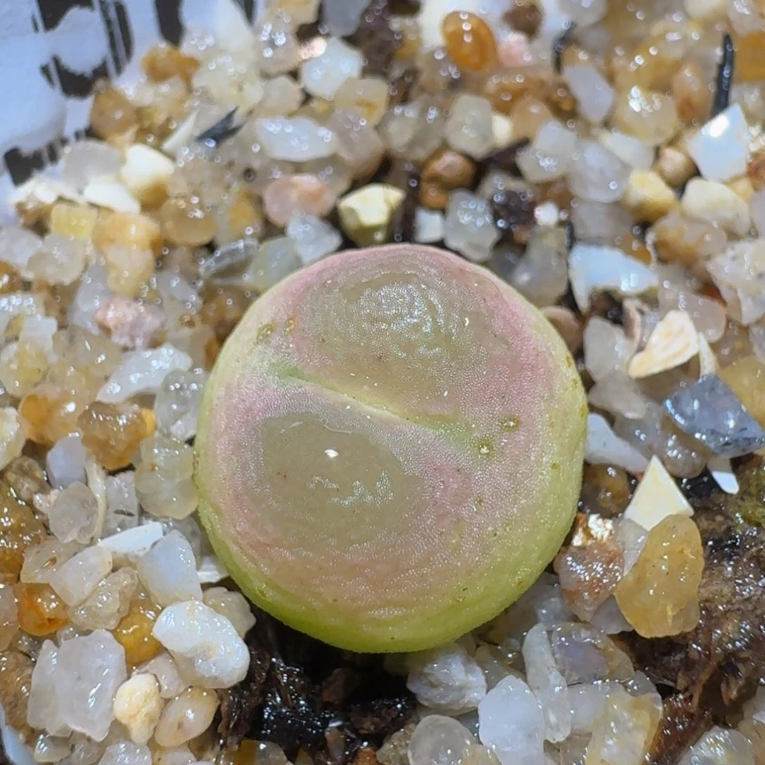 zzzzz生石花肉锥562疤特