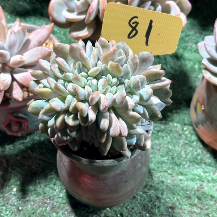 星影小树81号码牌子的话