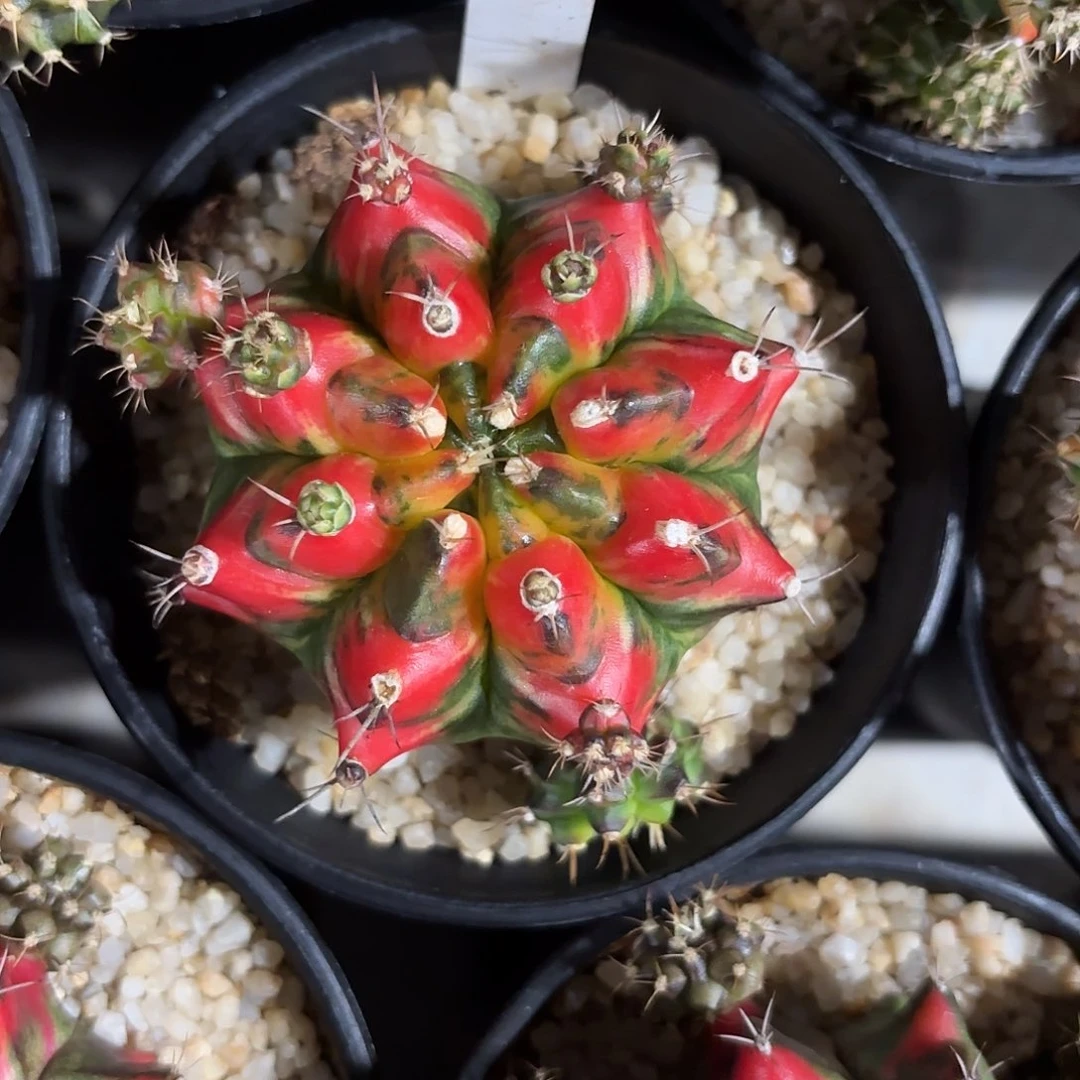 214-0717泰国发货多肉