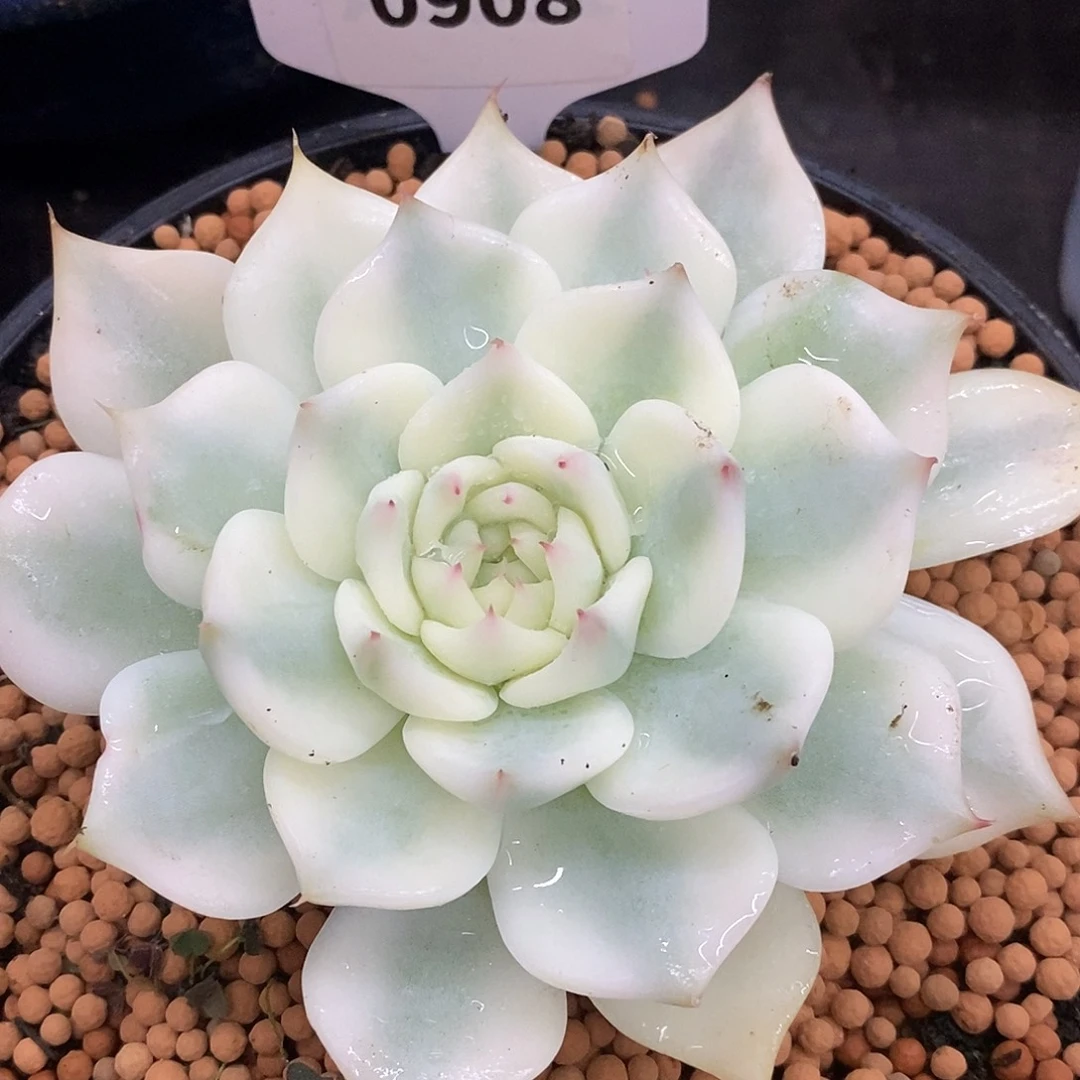 908娃娃哈哈哈哈哈哈哈哈哈哈