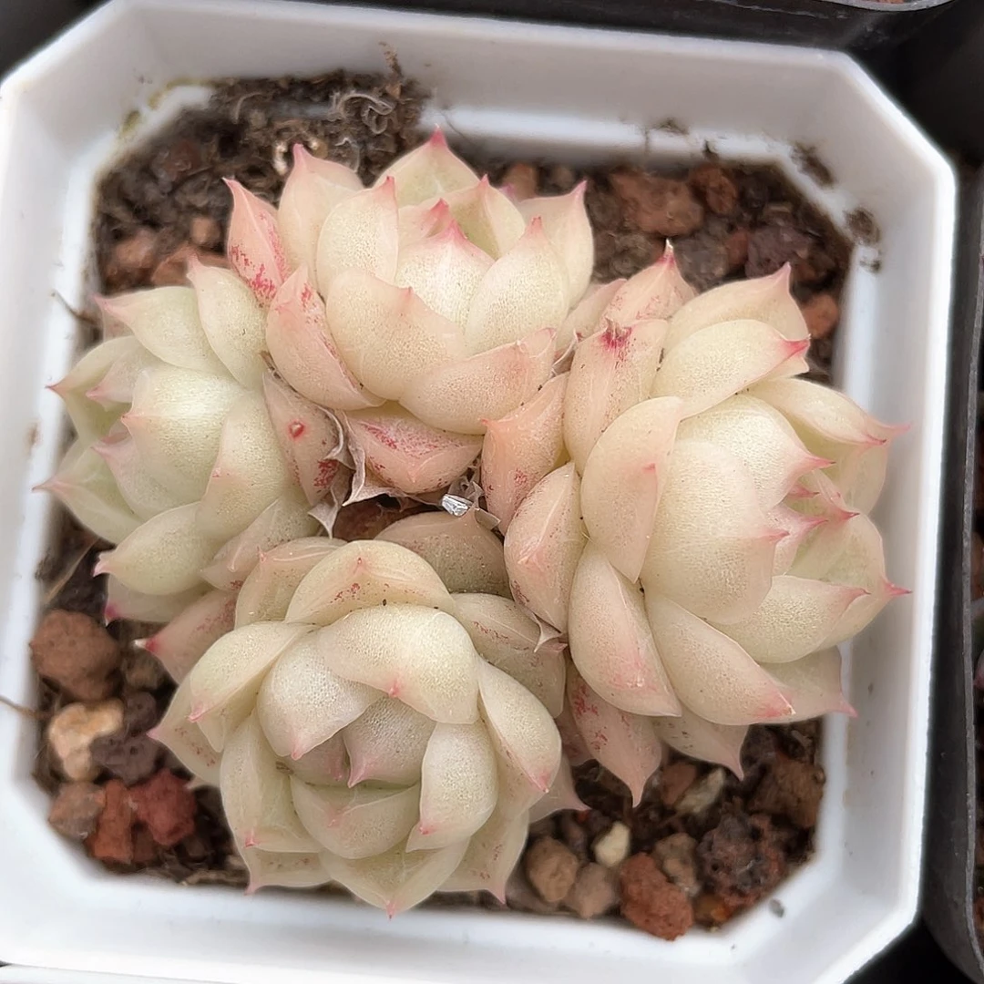 优选麦秆福利383