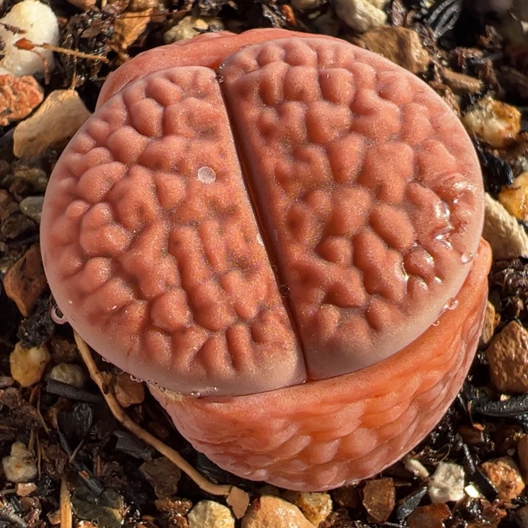 063多肉植物百科