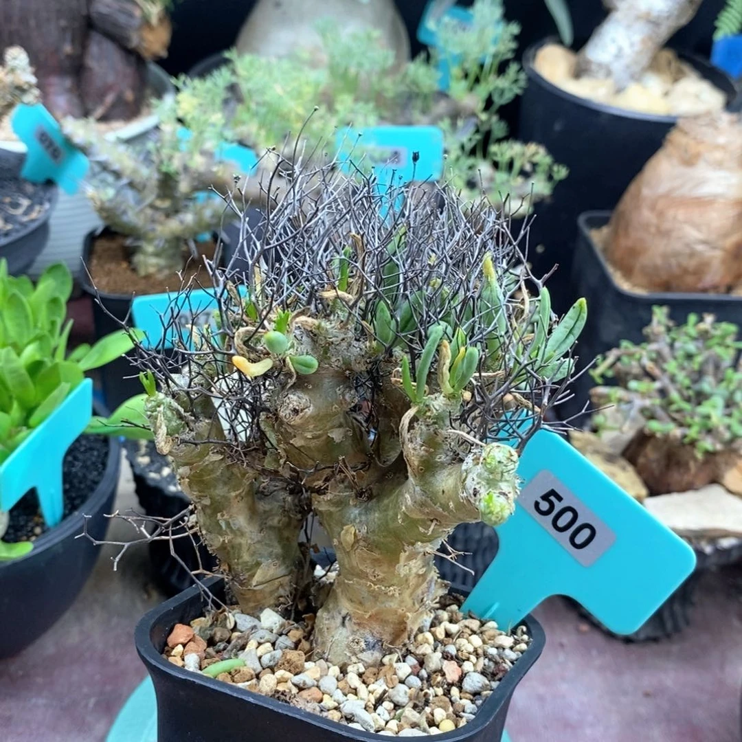 钢丝万物想多肉植物