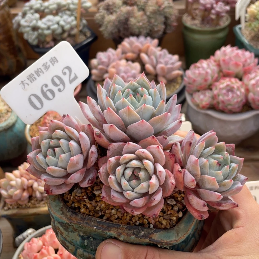 0692粉蓝鸟不带盆13厘米