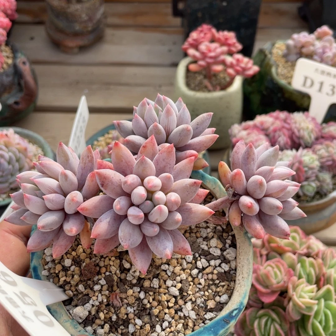 0564所罗门不带盆12厘米