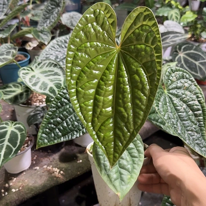 无花朵程饼锦蔓绿绒福利出