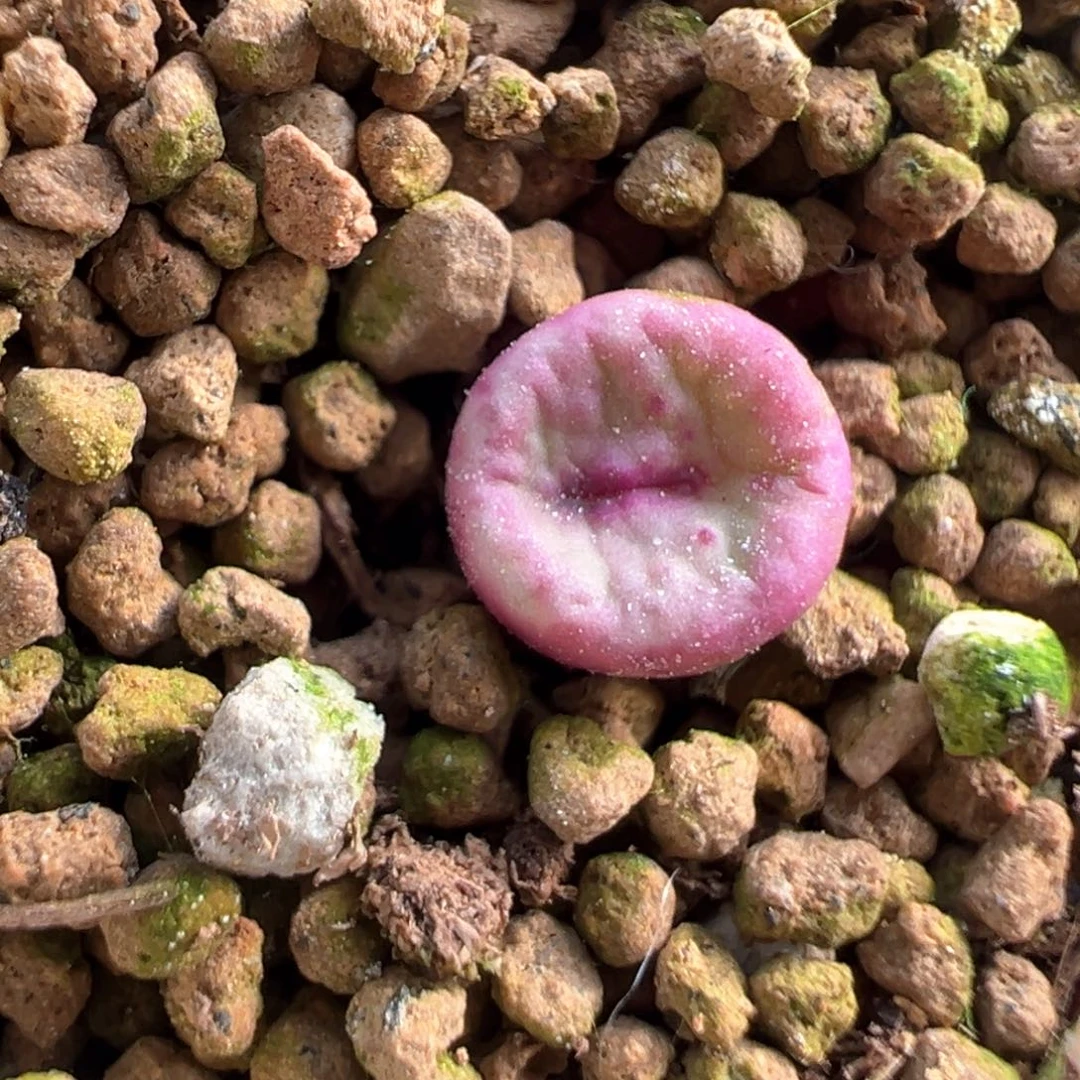 444号se福利漏。