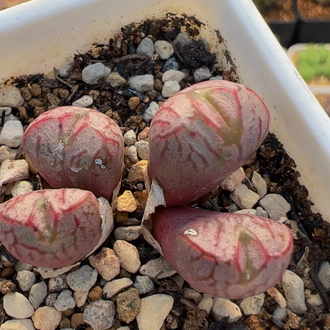 55多肉植物百科红河