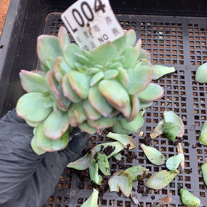白凤缀化有侧切 桃花源缀化有侧切 多肉植物25号左右发货